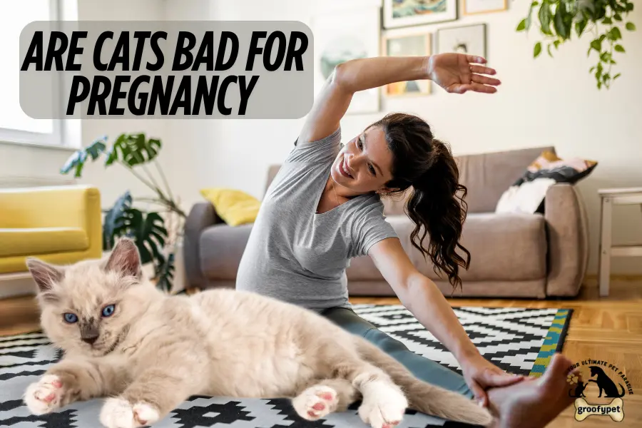 are cats bad for pregnancy