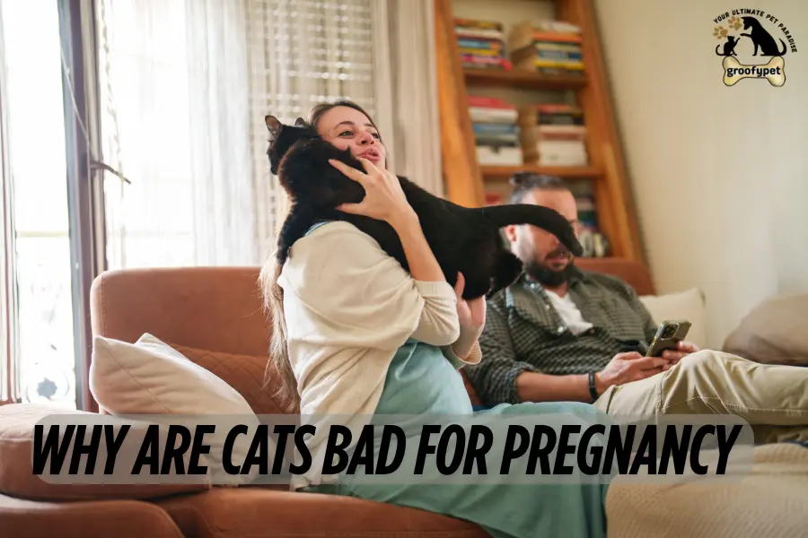  Why are cats bad for pregnancy