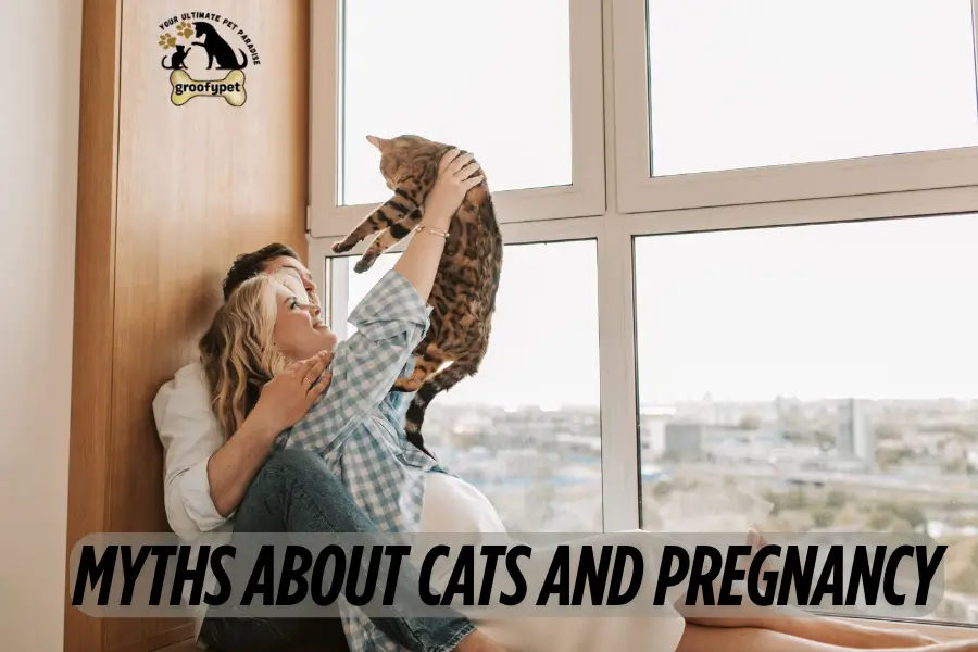 Myths about cats and pregnancy