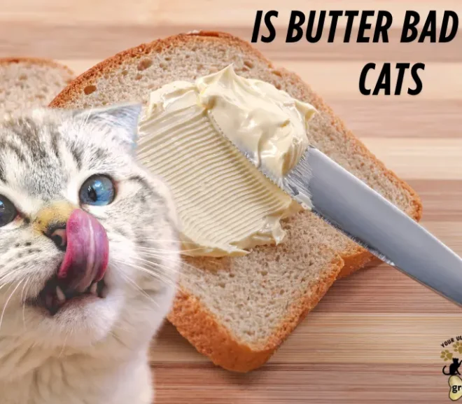 Is Butter Bad for Cats? Avoid This Painful Mistake
