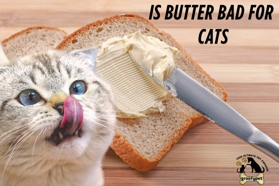 is butter bad for cats