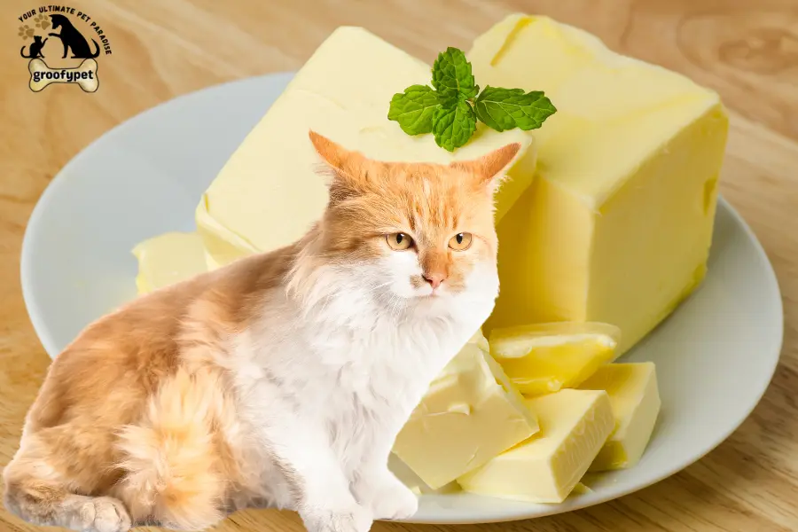 is butter bad for cats