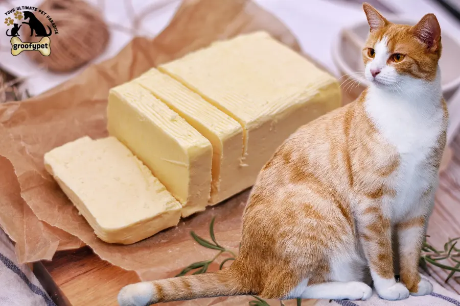 is butter bad for cats