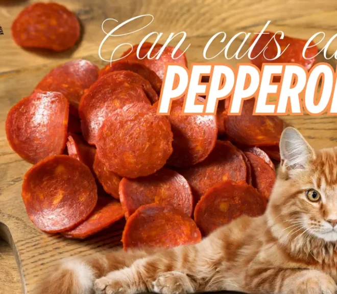 Can Cats Eat Pepperoni? Stop Before It’s Too Late