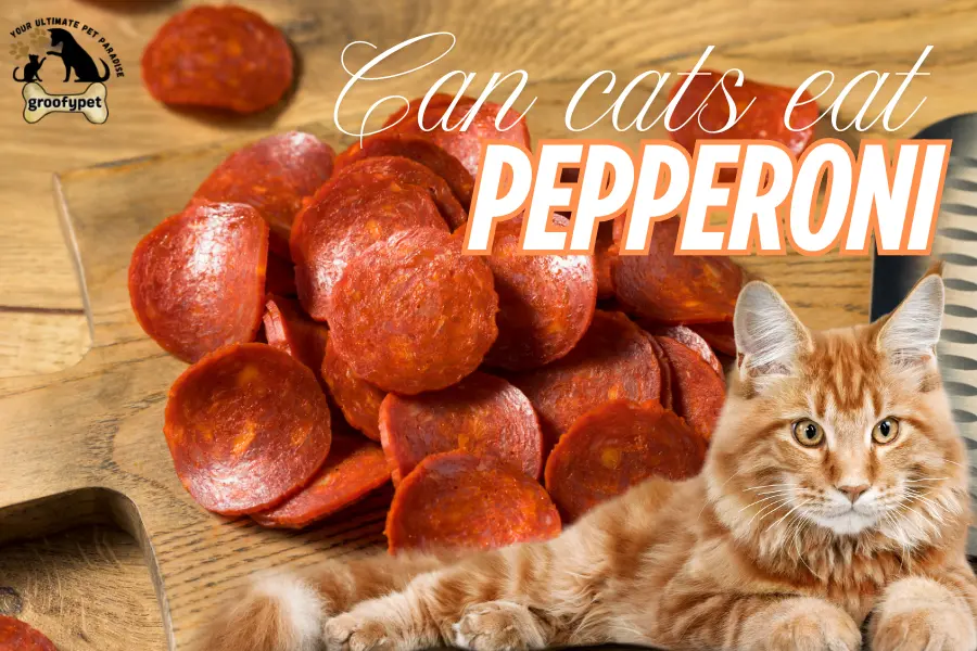 Can cats eat pepperoni
