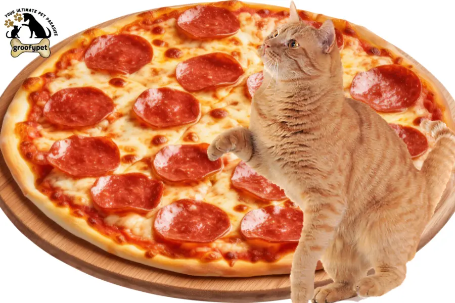 Can cats eat pepperoni
