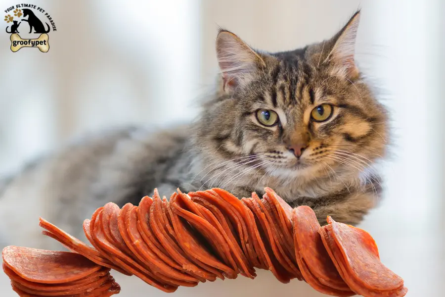 Can cats eat pepperoni