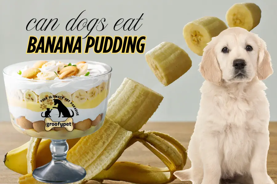 can dogs eat banana pudding