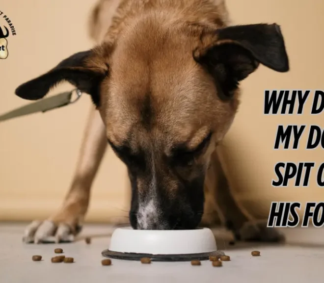 Why Does My Dog Spit Out His Food? 9 Reasons You Should Never Ignore!