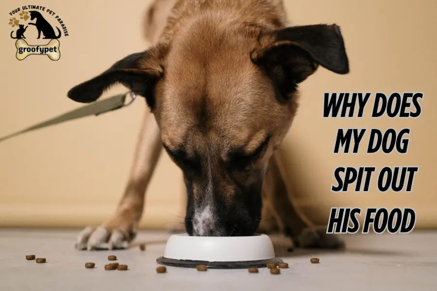 Why does my dog spit out his food
