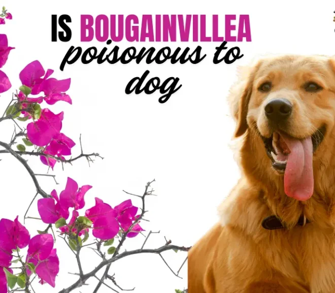 Is Bougainvillea Poisonous to Dogs? Uncover the Risk Behind the Beauty!