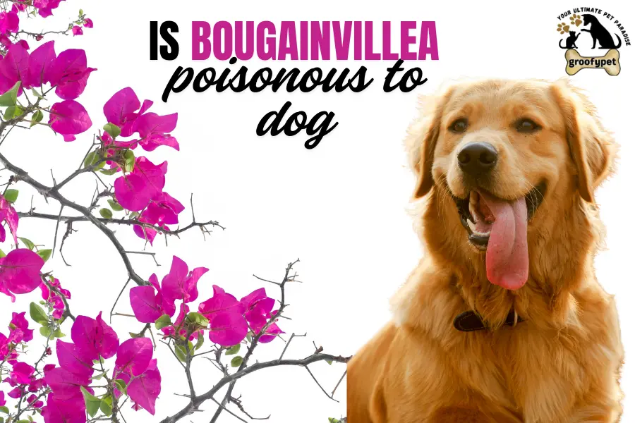 Is bougainvillea poisonous to dog