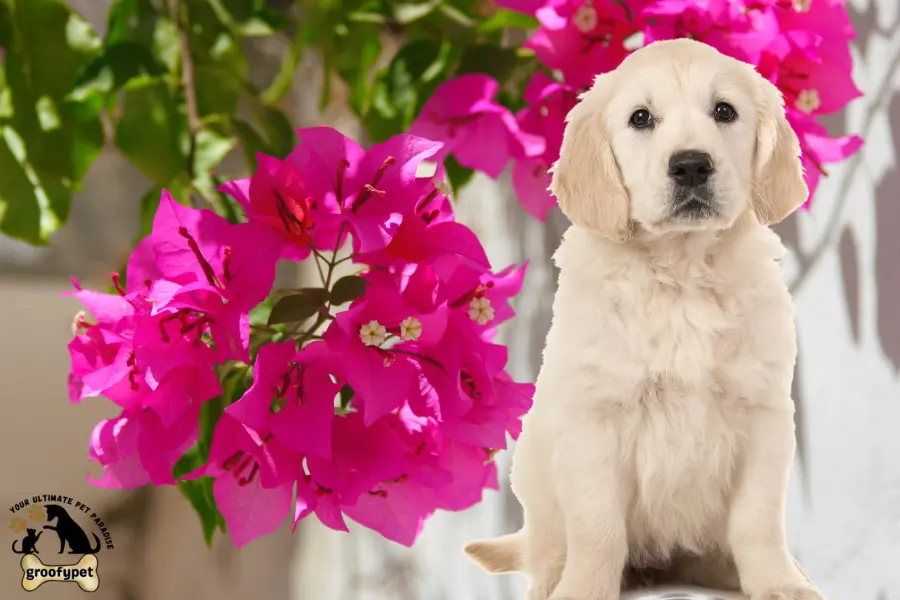 Is bougainvillea poisonous to dog