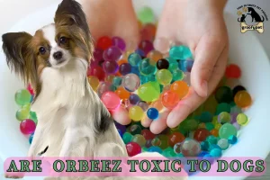 Are Orbeez toxic to dogs?