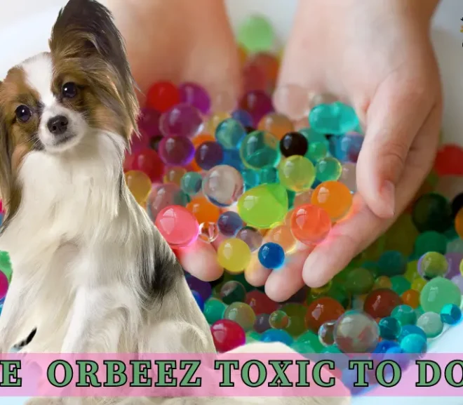 Are Orbeez Toxic to Dogs? Complete Guide For Pet owners!