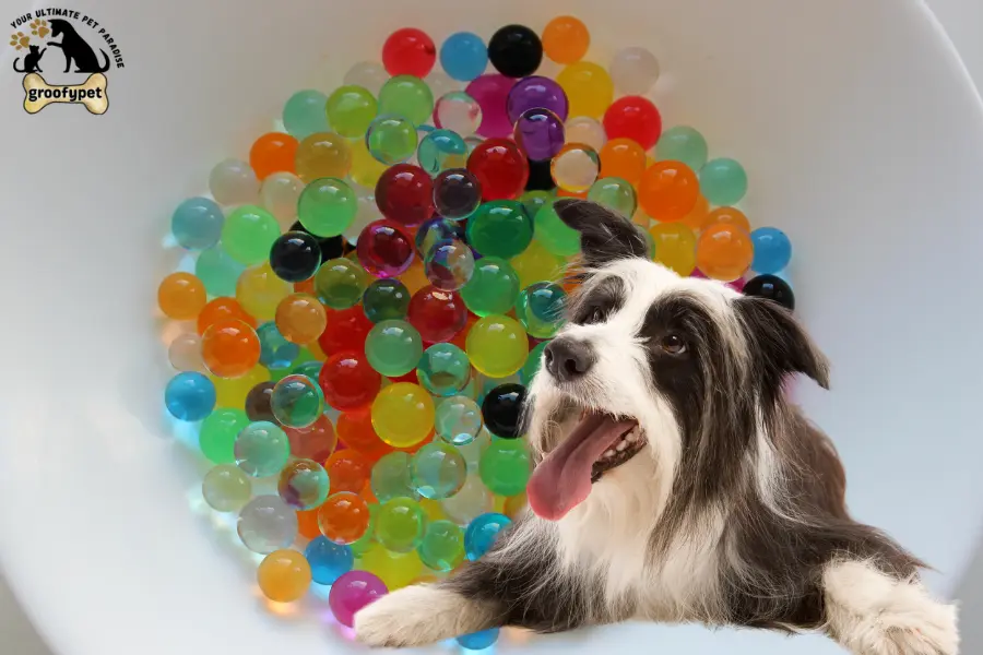 Are Orbeez toxic to dogs?