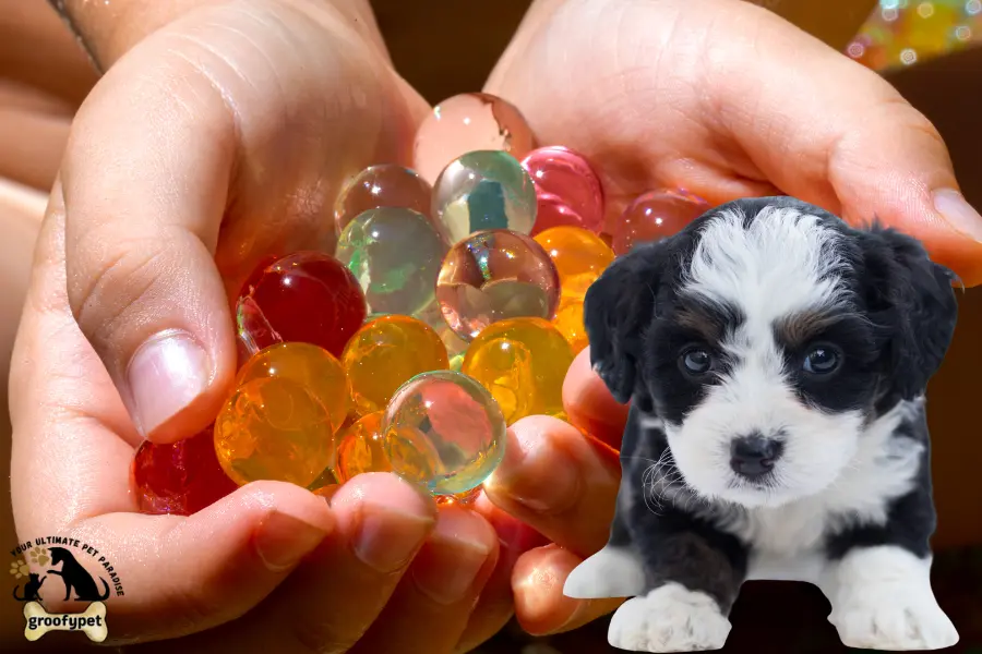 Are Orbeez toxic to dogs?