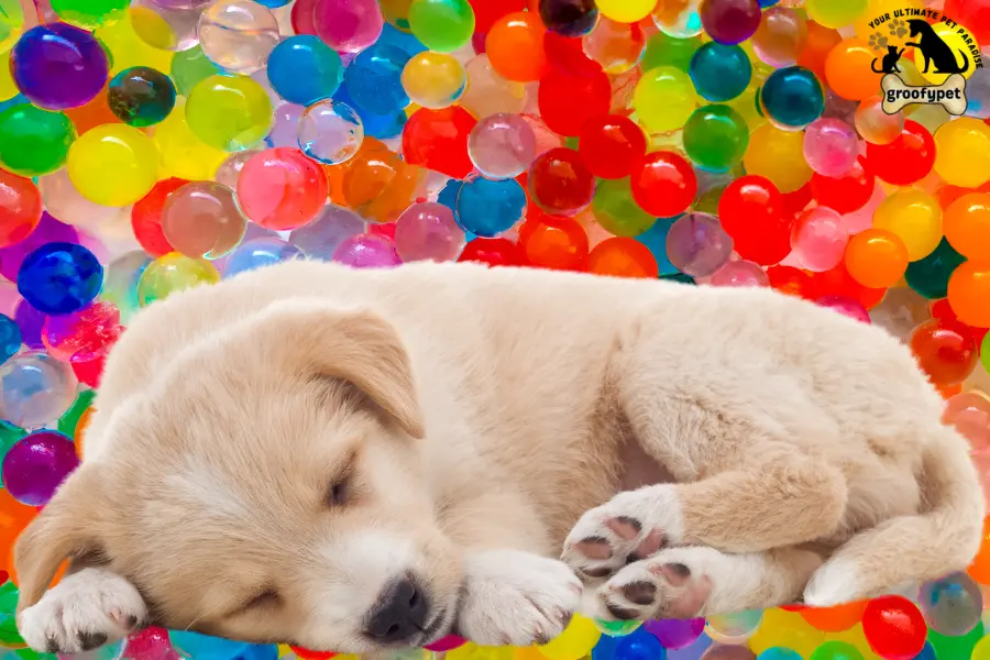 Are Orbeez toxic to dogs?