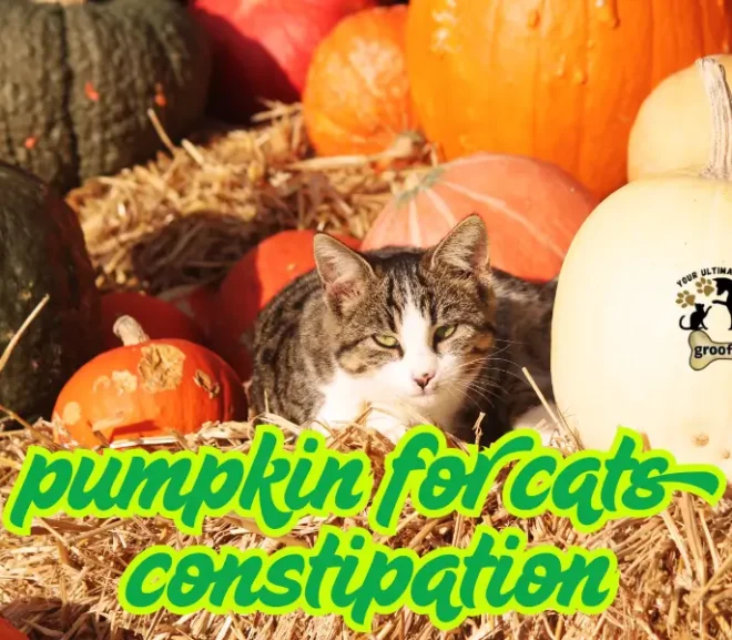 Pumpkin for Cats Constipation Relief: The Ultimate Natural Solution!
