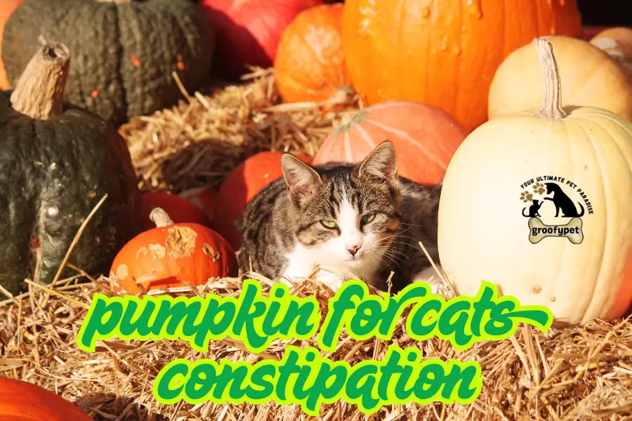 pumpkin for cats constipation