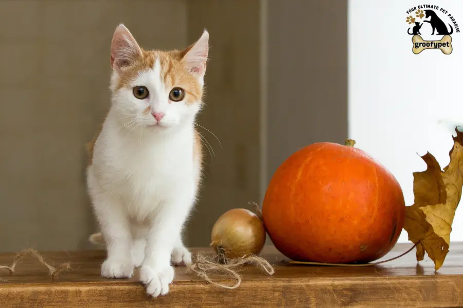 pumpkin for cats constipation