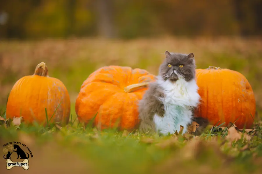 pumpkin for cats constipation