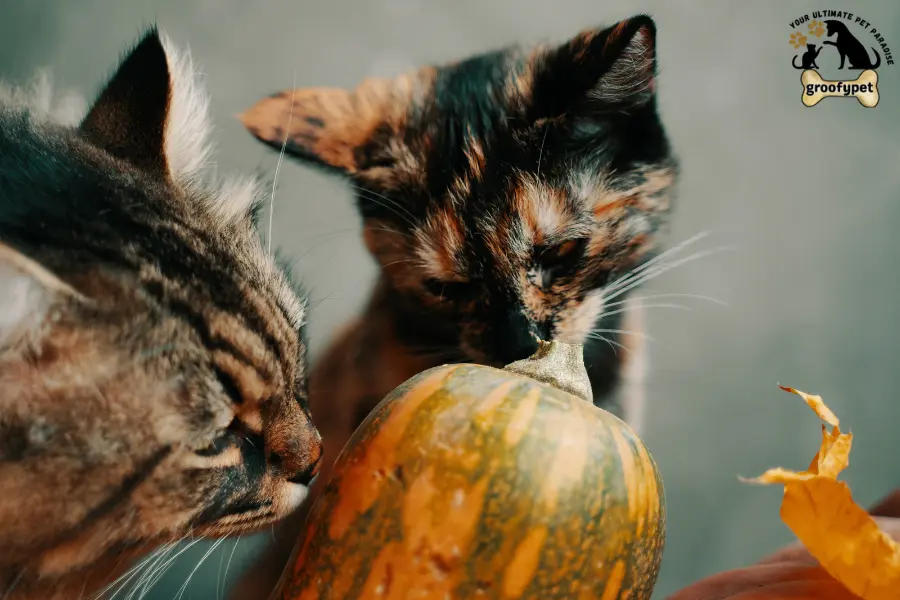 pumpkin for cats constipation