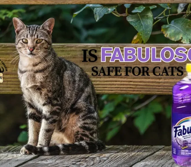 Is Fabuloso Safe for Cats? Pros and Cons Explained!