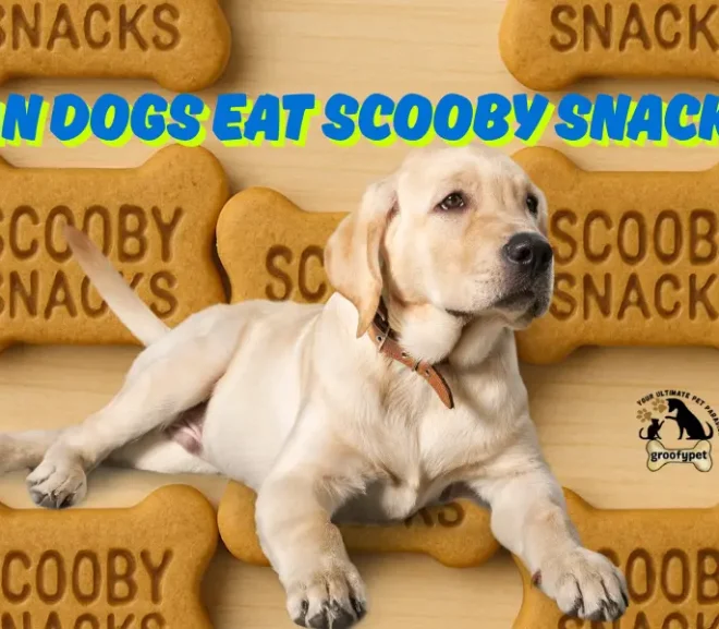 Can Dogs Eat Scooby Snacks? The Ultimate Guide to Keeping Your pet Safe!
