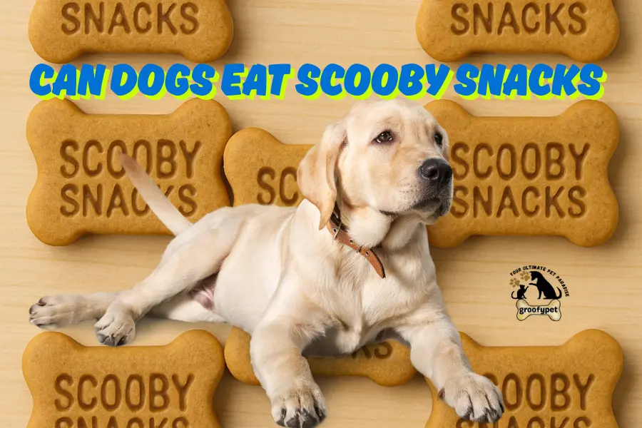 Can Dogs Eat Scooby Snacks