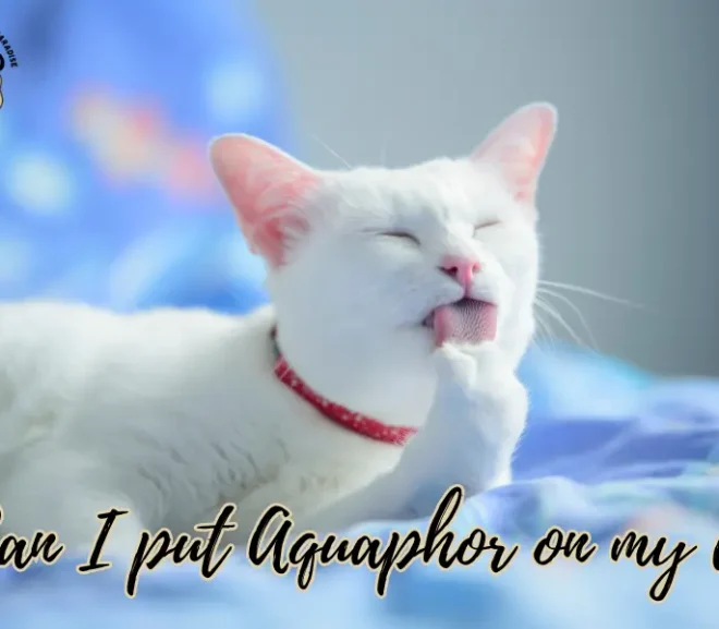 Can I Put Aquaphor on My Cat? Protect with Soothing Power