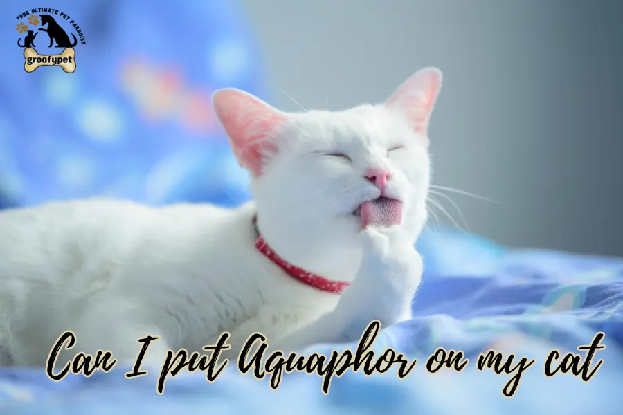 Can I put Aquaphor on my cat