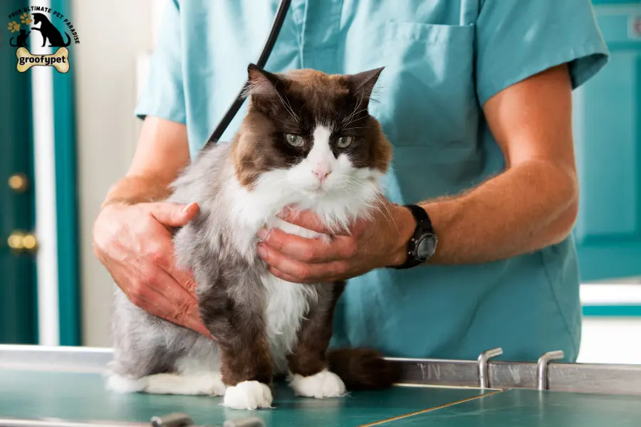 Can I put Aquaphor on my cat