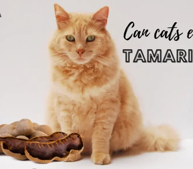 Can Cats Eat Tamarind? 10 Risks and Benefits Explained!