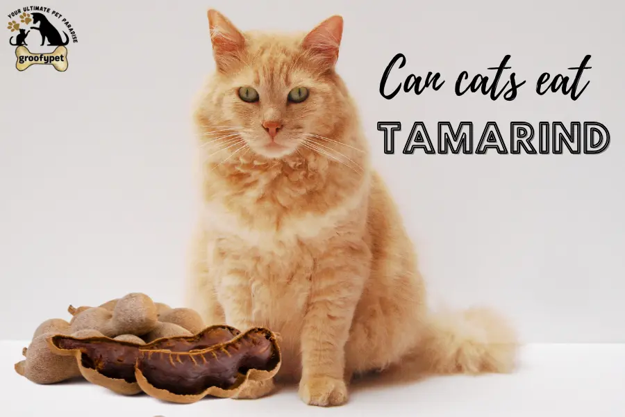 Can cats eat tamarind