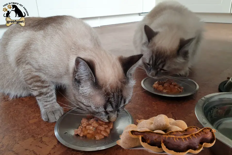 Can cats eat tamarind
