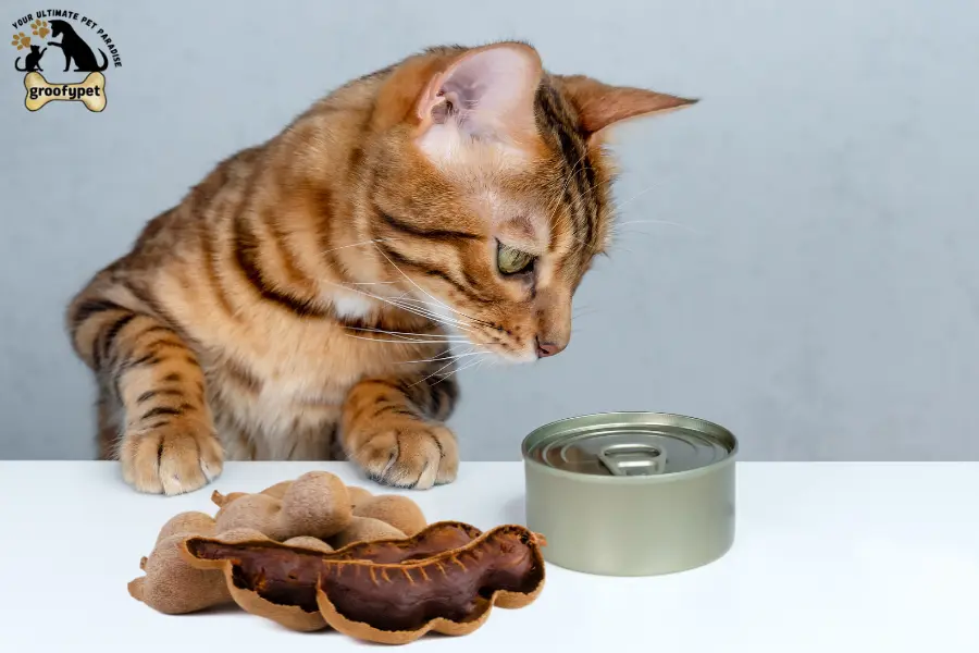 Can cats eat tamarind