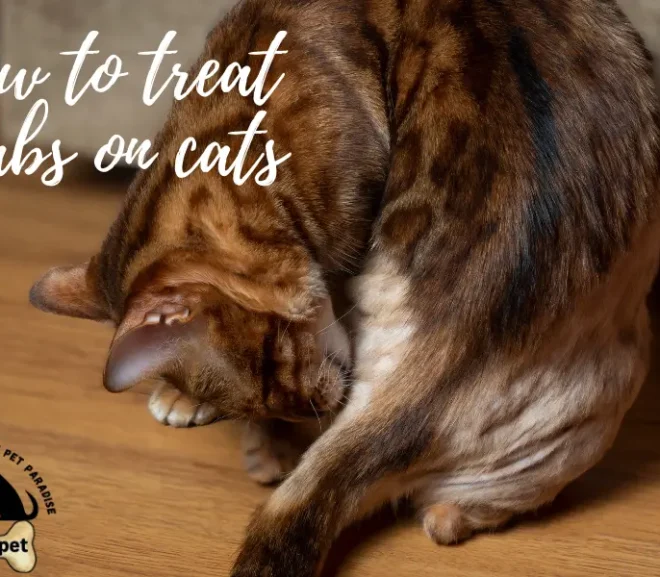 How to Treat Scabs on Cats: 9 Proven Home Remedies!