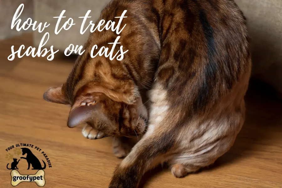how to treat scabs on cats