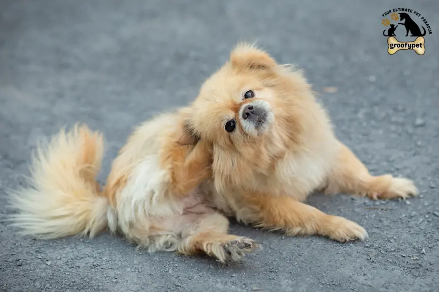 how to treat scabs on cats