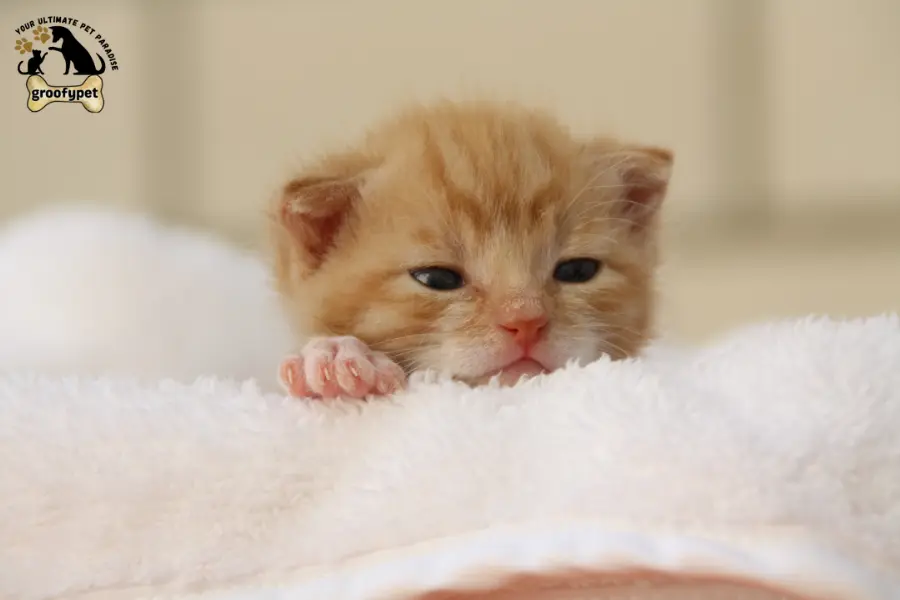 how to treat scabs on cats