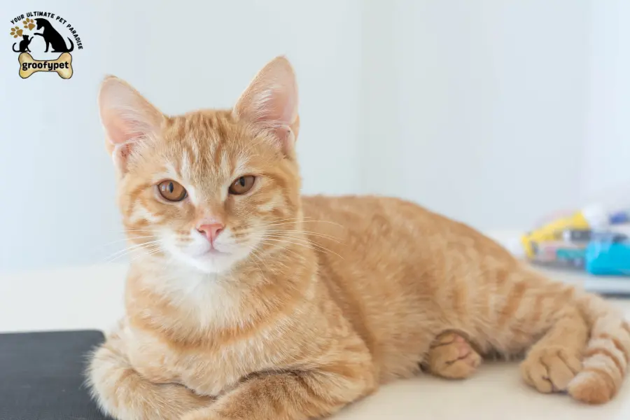 home remedies for cat scabs