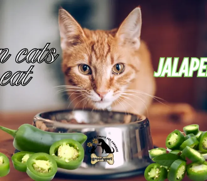 Can cats eat jalapenos? Save Your Cat Now!