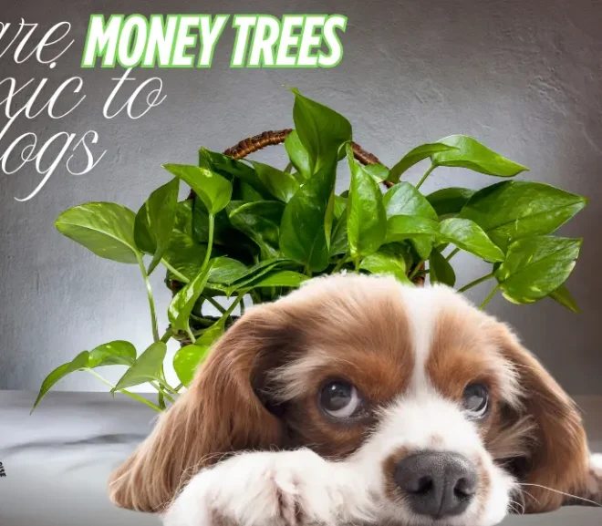 Are Money Trees Toxic to Dogs? Protect Your Pup Before It’s Too Late