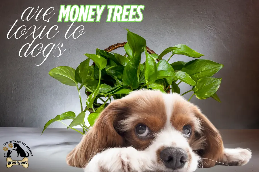 are money trees toxic to dogs