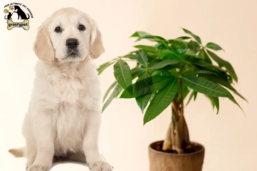 are money trees toxic to dogs