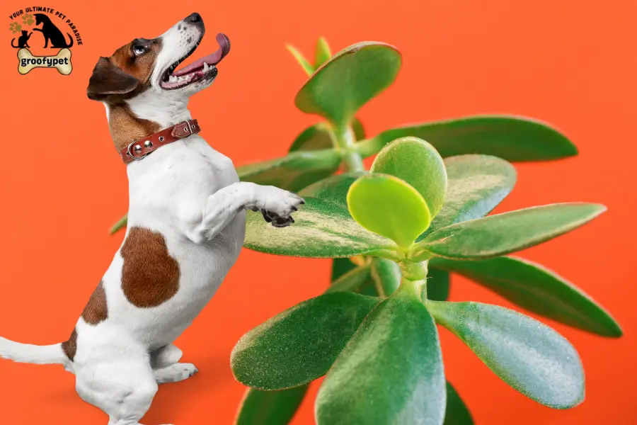 are money trees toxic to dogs