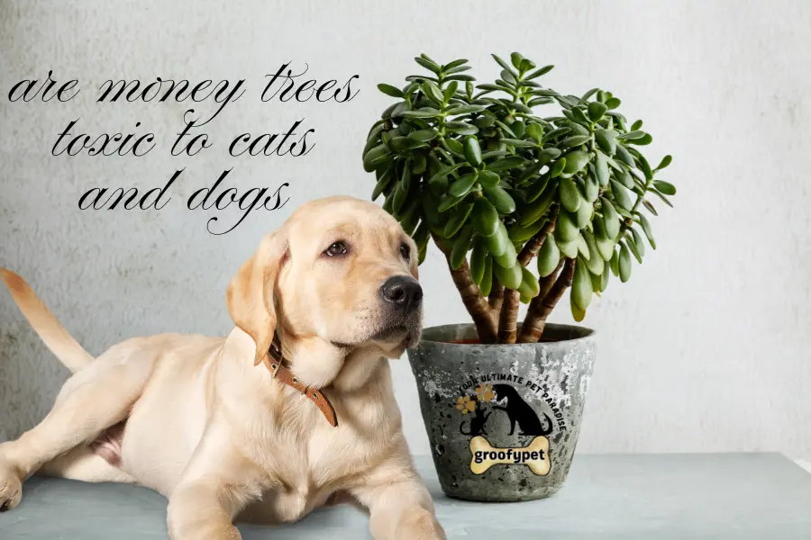 are money trees toxic to cats and dogs
