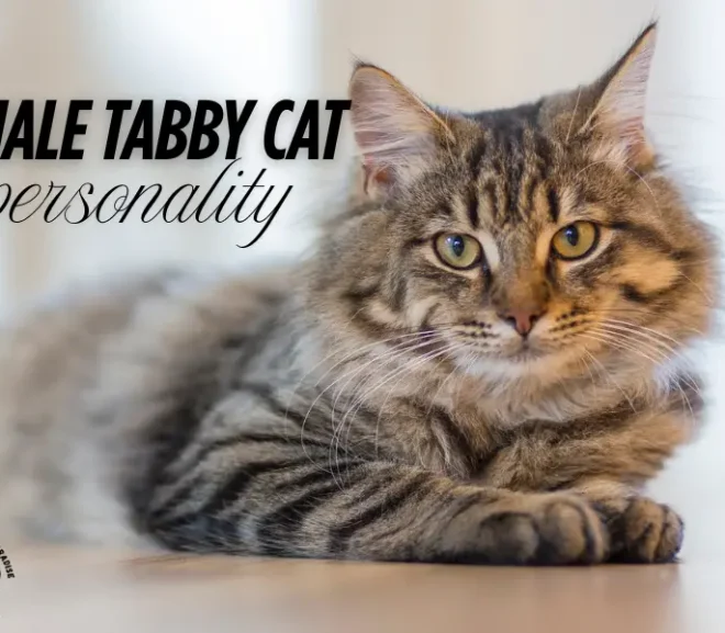 Female Tabby Cat Personality: Discover the Charm Behind the Stripes