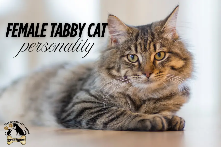 female tabby cat personality